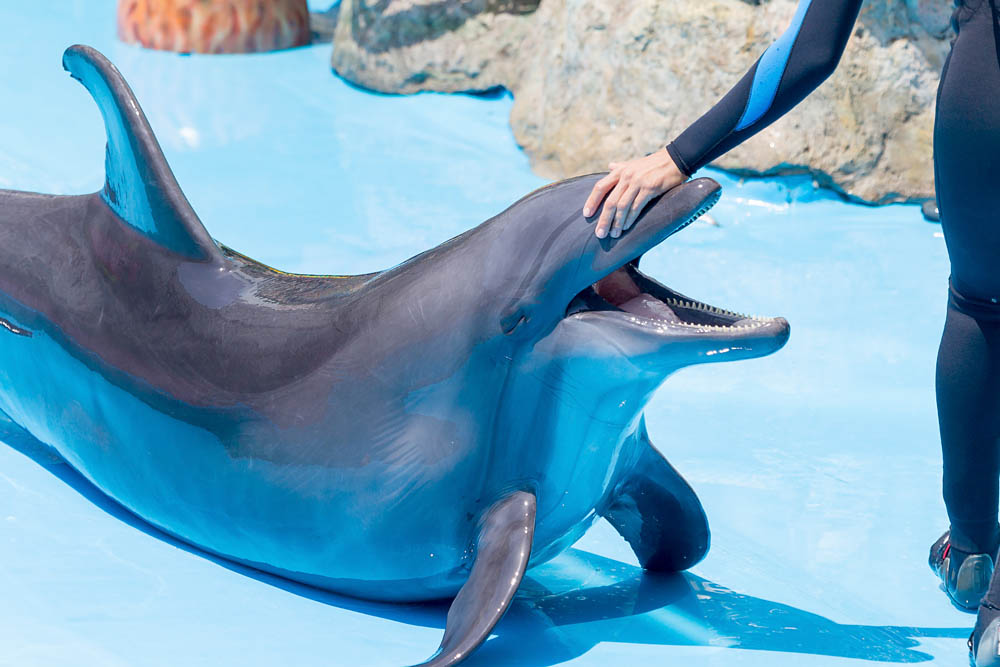 Dolphin being pet by its trainer t sea life park in San Antonio